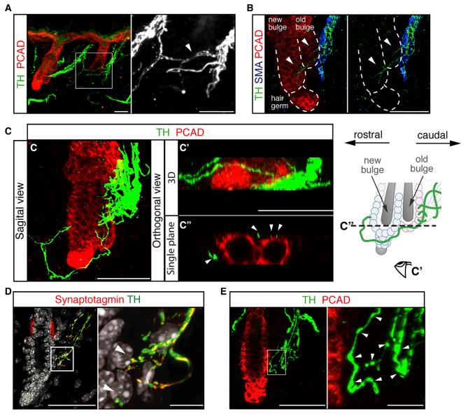 秃头少年有救了胎毛刘海,秃头少年竟然长出了头发