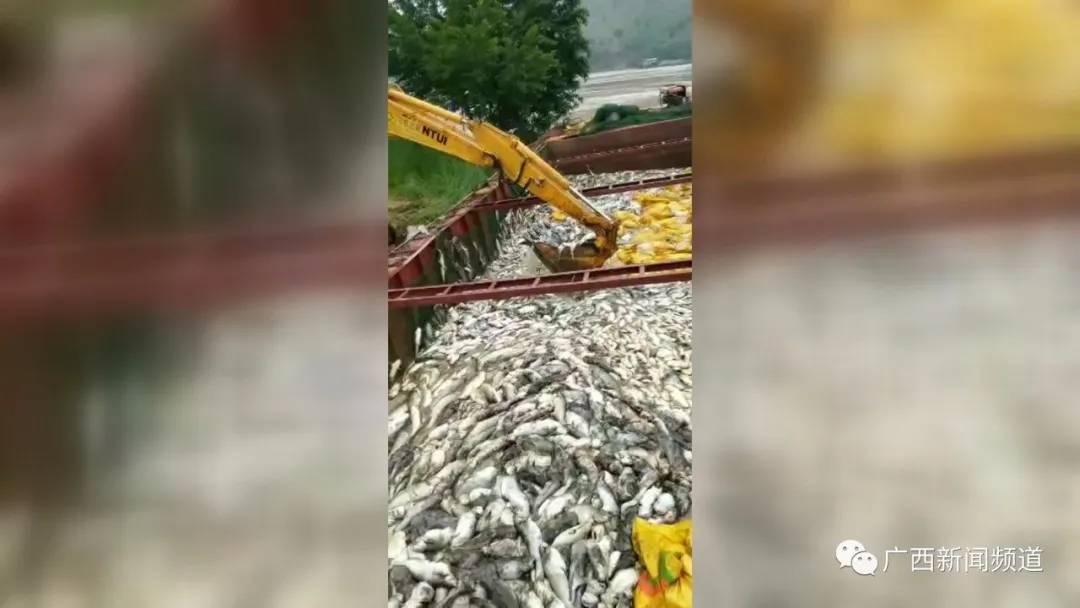 广西鱼死亡事件,广西一养殖户称数万斤鱼离奇死亡