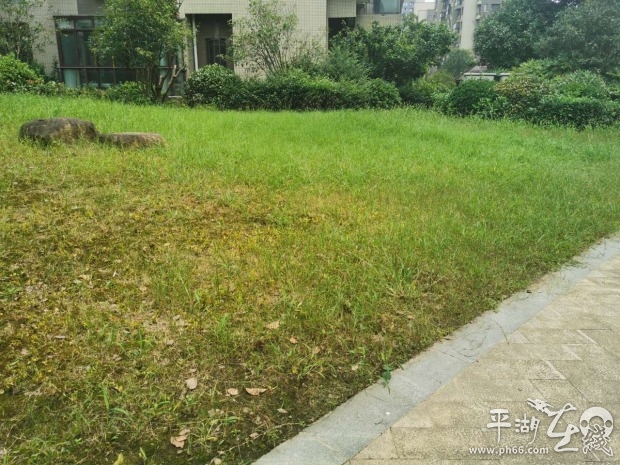 杂草丛生物业清理,小区杂草丛生物业不管怎么办