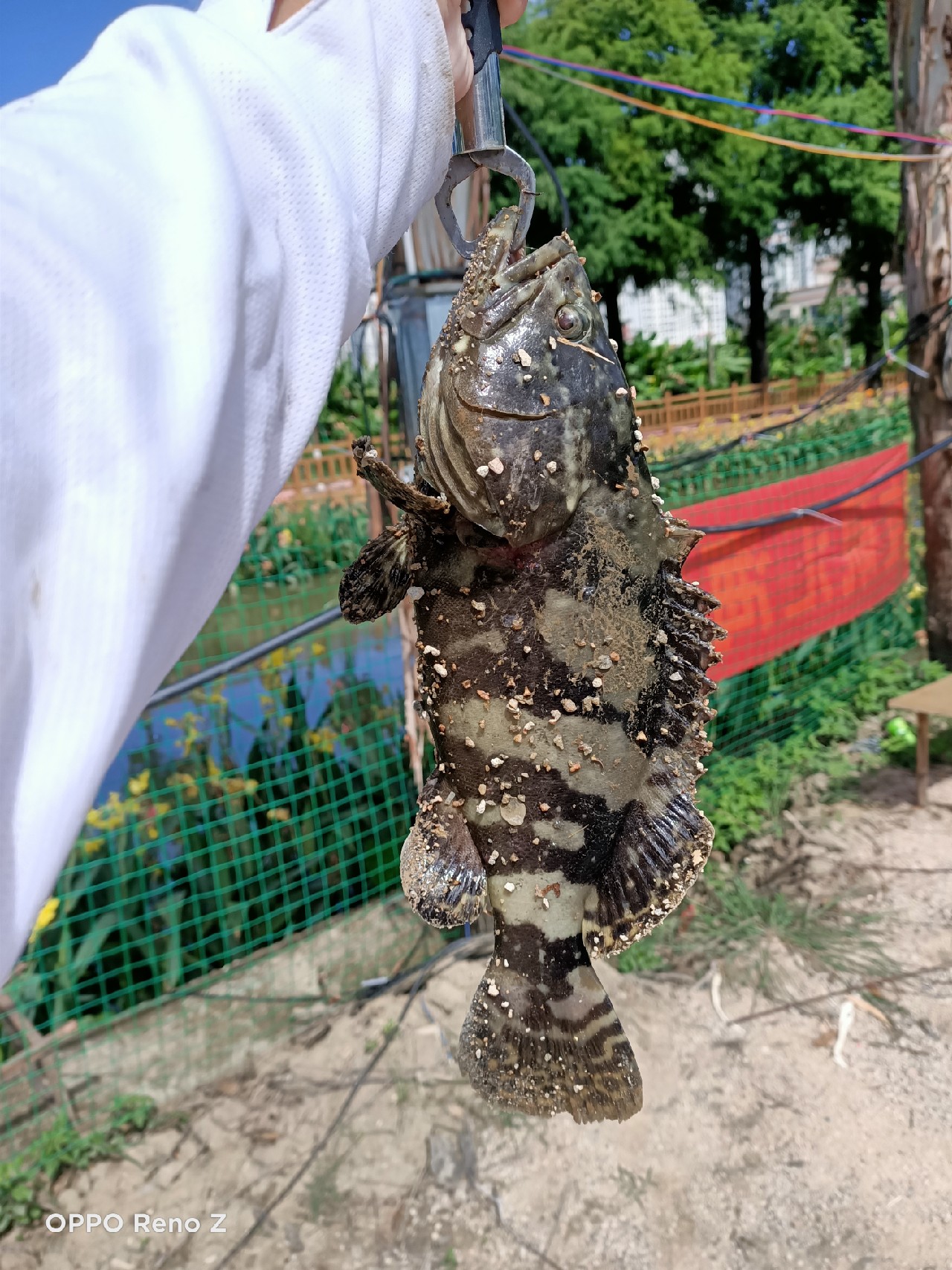 海钓初级篇新手进来看一看,海钓场专攻腊鱼教学