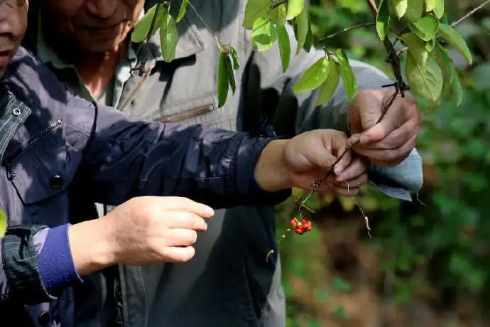 为了阻止一些中国大爷拍鸟，我们要给他们安利这个