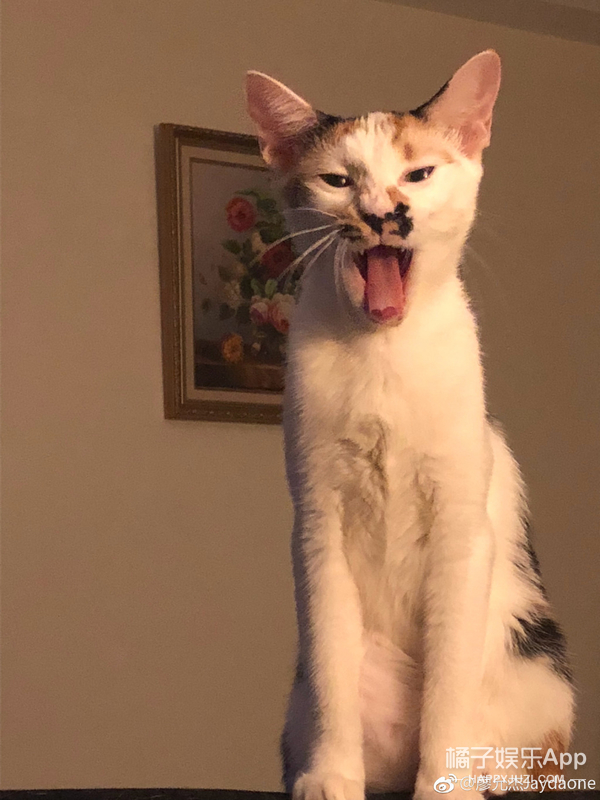 黑糖玛奇朵小杰,黑糖玛奇朵小杰威廉