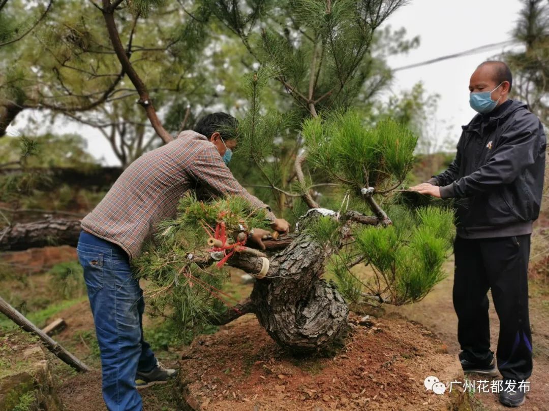 花都这些村超级棒!快来助力!