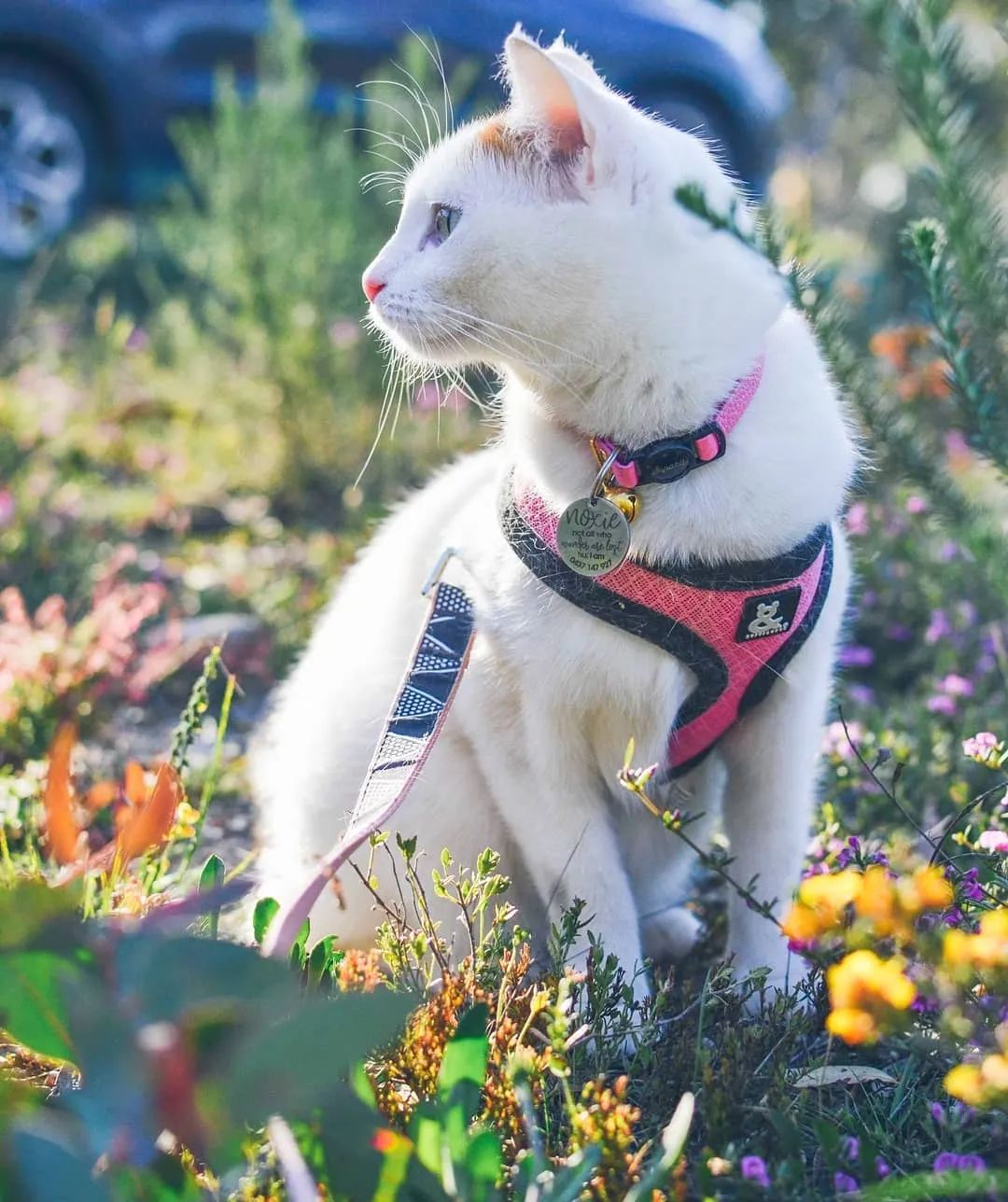 云养猫的品牌有哪些,云养猫设计品牌