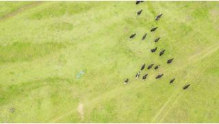 松茸比普通菌类贵多少,最好的松茸是哪里的