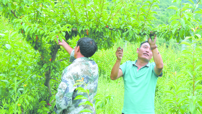 让青红脆李成为脱贫致富的“能量果”｜黑水县扎窝乡西厘村村民王西东发展青红脆李小记
