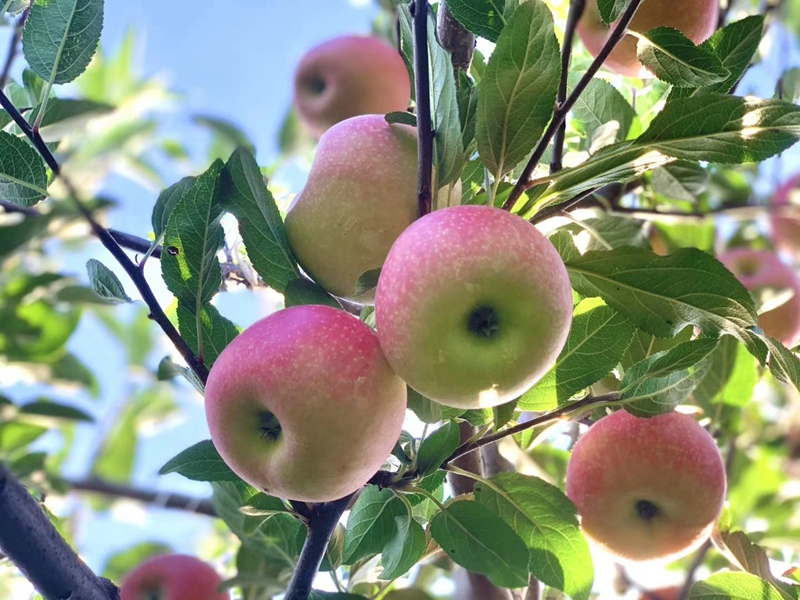 罗登报：下岗再创业带动群众走上脱贫致富路