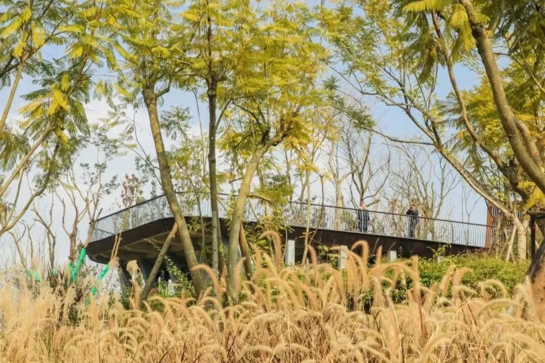 成都景点60岁以上免费门票,成都免费游玩景点推荐