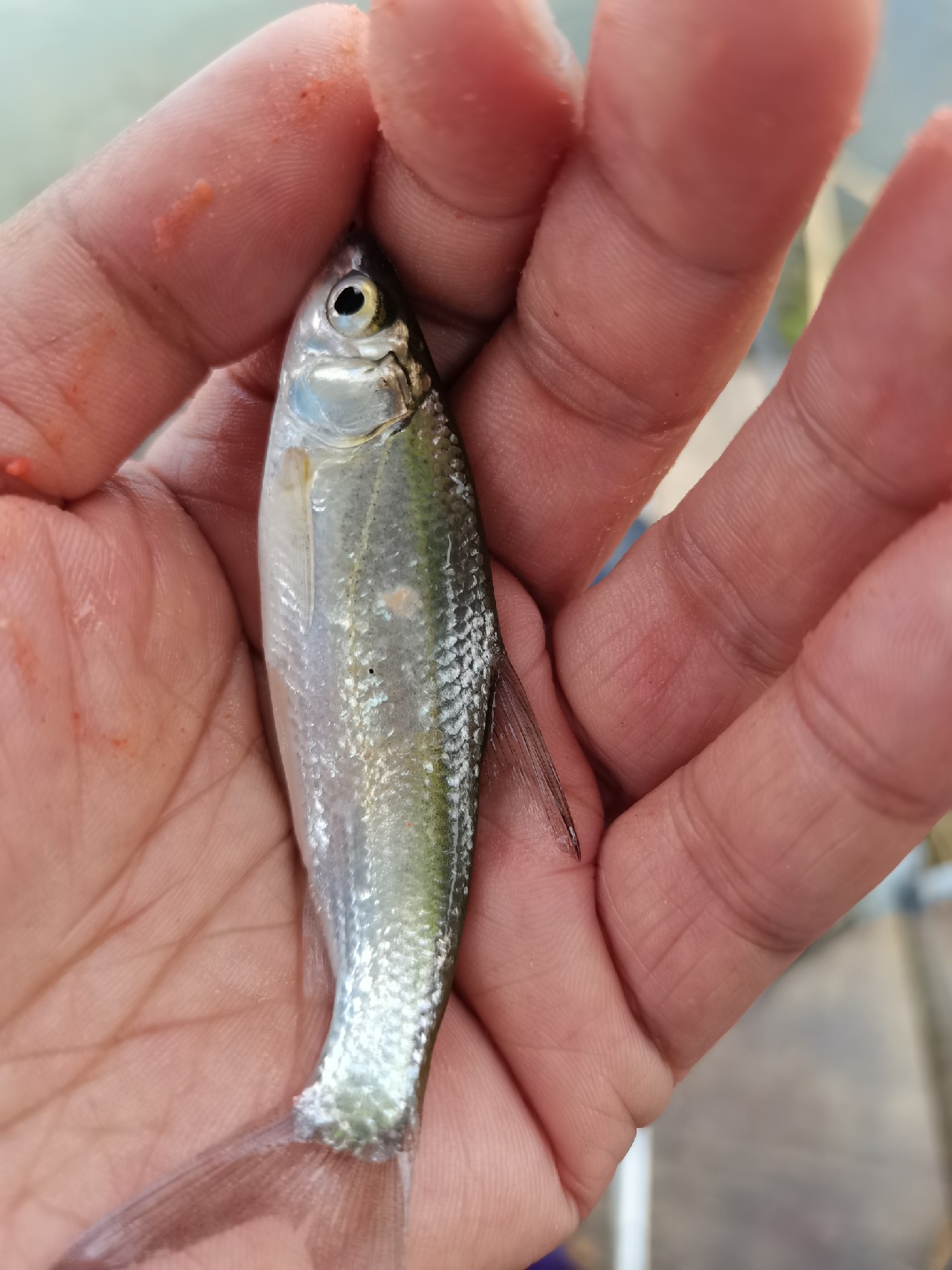 野钓白条全过程,拉白条用什么钓鱼