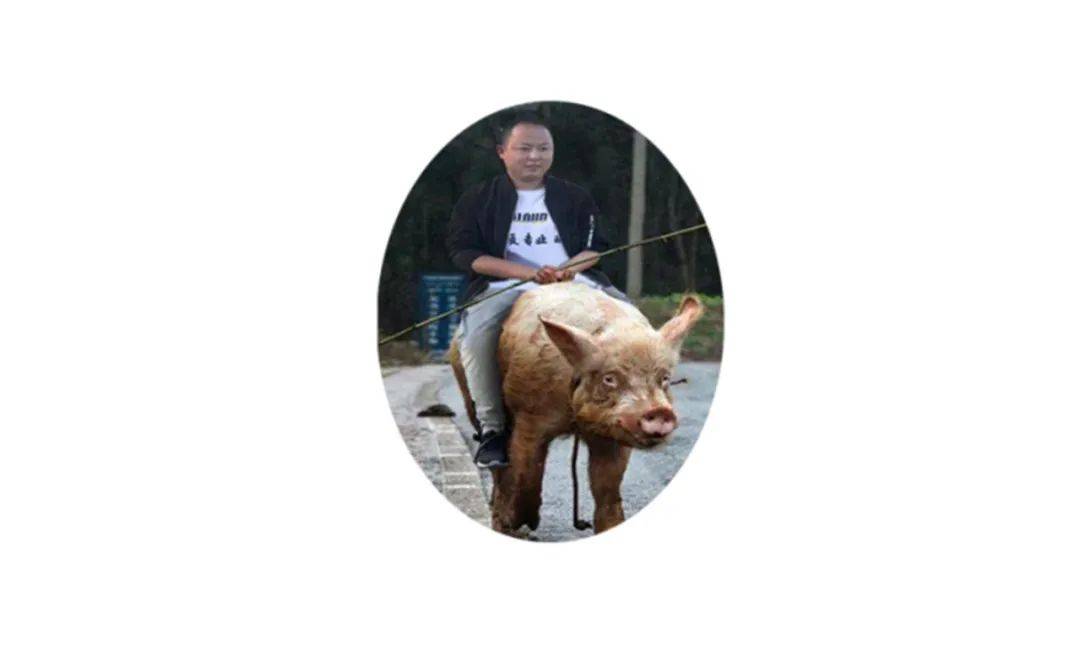 养猪场logo设计,养猪场设计logo