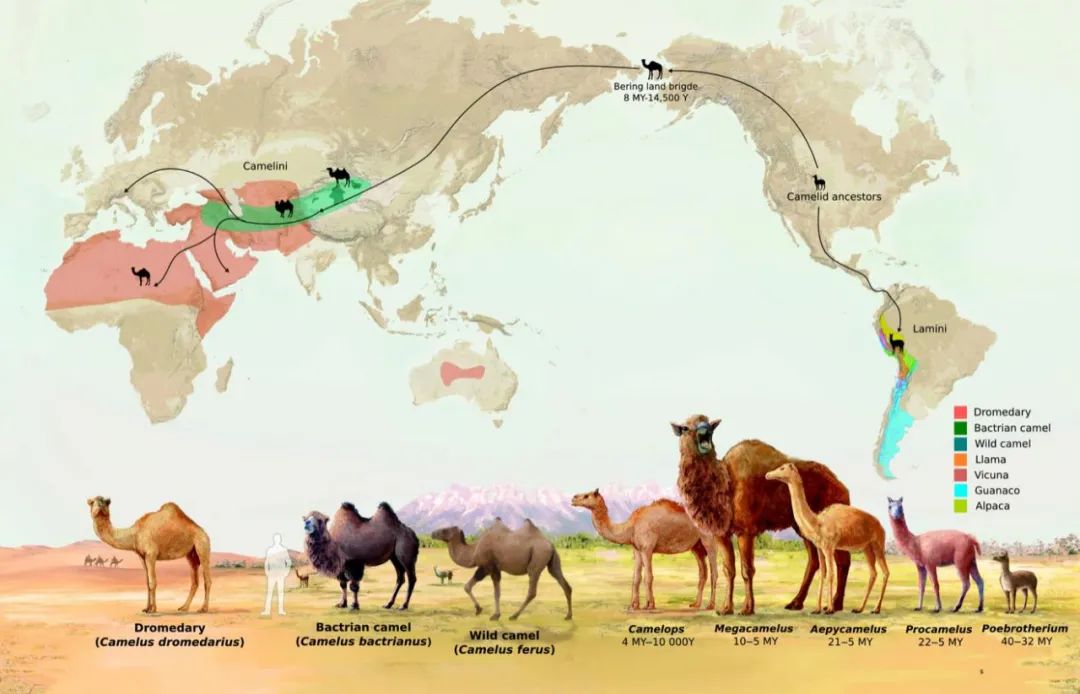 羊驼又叫什么神兽,羊驼为什么会排在十大神兽里