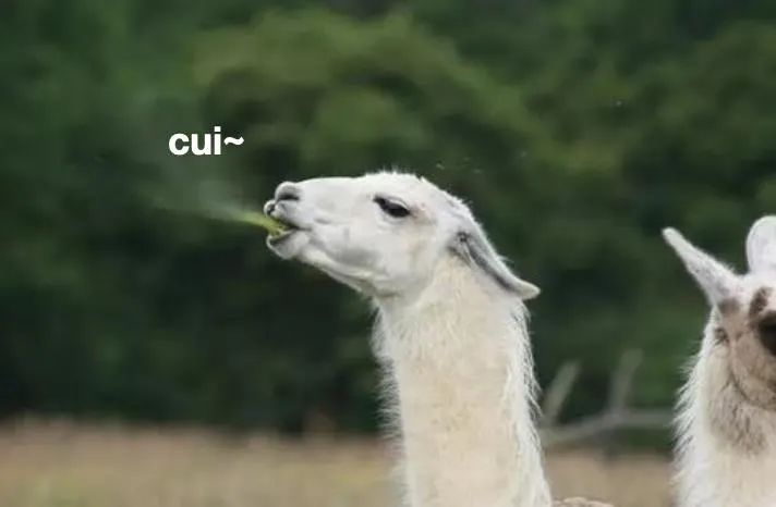 介绍羊驼为什么是神兽,羊驼为什么被誉为神兽