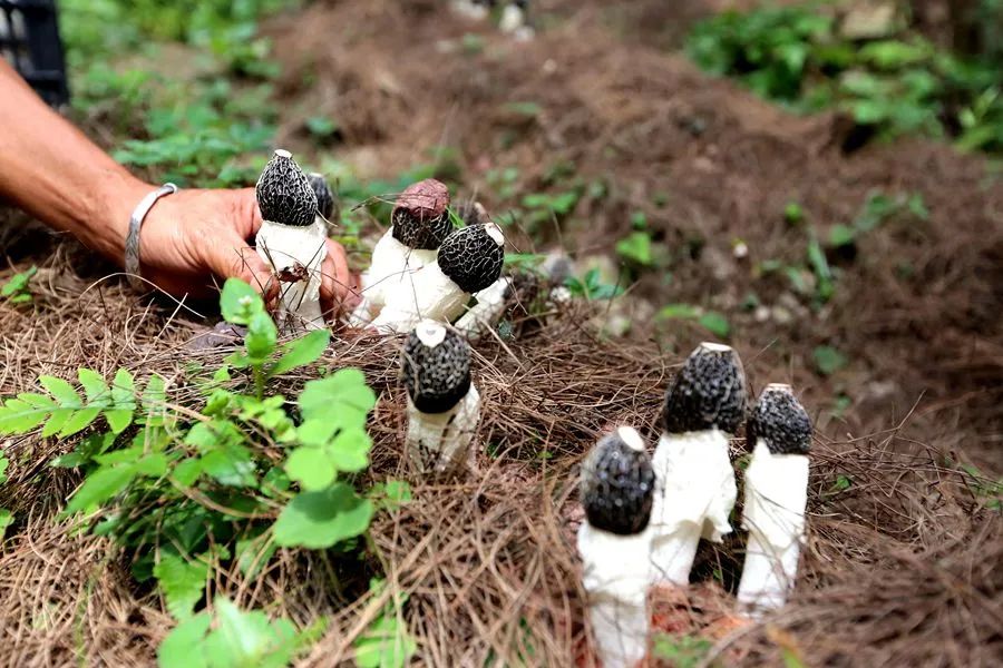 璐靛窞鍓戞渤鑻楀棣欑尓绉戞妧鏈夐檺鍏徃,璐靛窞榛斾笢鍗楀墤娌抽鐢ㄨ弻绉嶆鍩哄湴