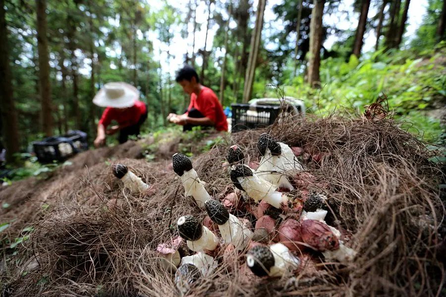 璐靛窞鍓戞渤鑻楀棣欑尓绉戞妧鏈夐檺鍏徃,璐靛窞榛斾笢鍗楀墤娌抽鐢ㄨ弻绉嶆鍩哄湴