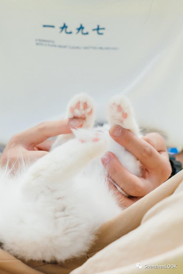 LOOK|海岸城更新·「宠物Mall」限时开放