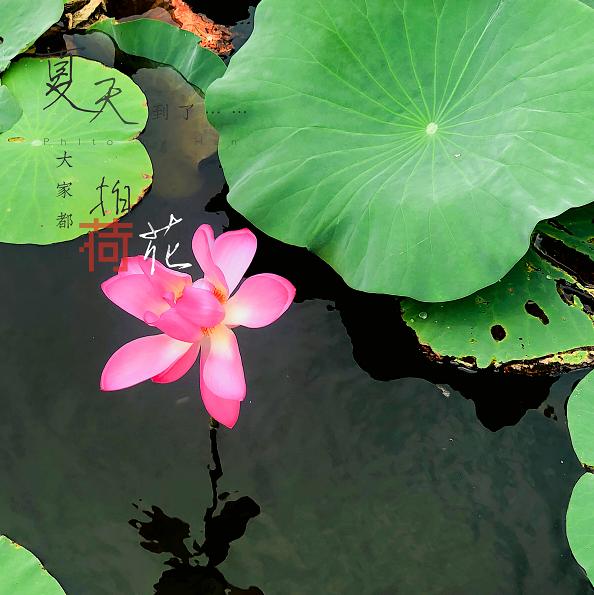 美翻了人间的小桥流水人家,最美的荷花海
