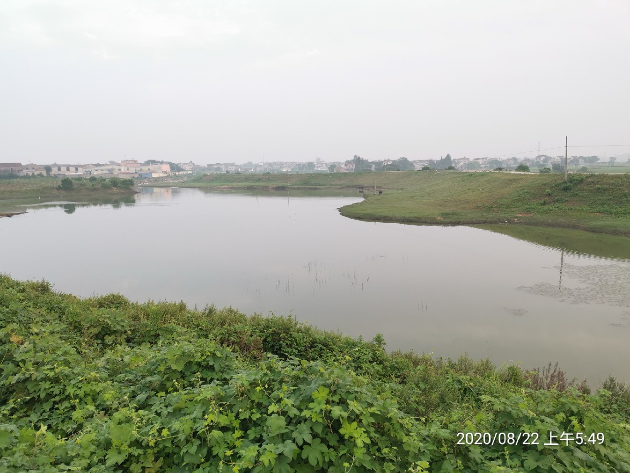 顶着30度的高温,顶着40度的高温钓鲢鳙