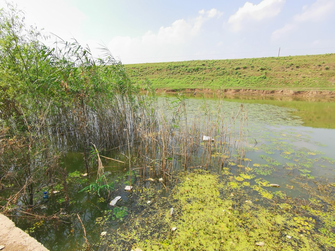 顶着30度的高温,顶着40度的高温钓鲢鳙