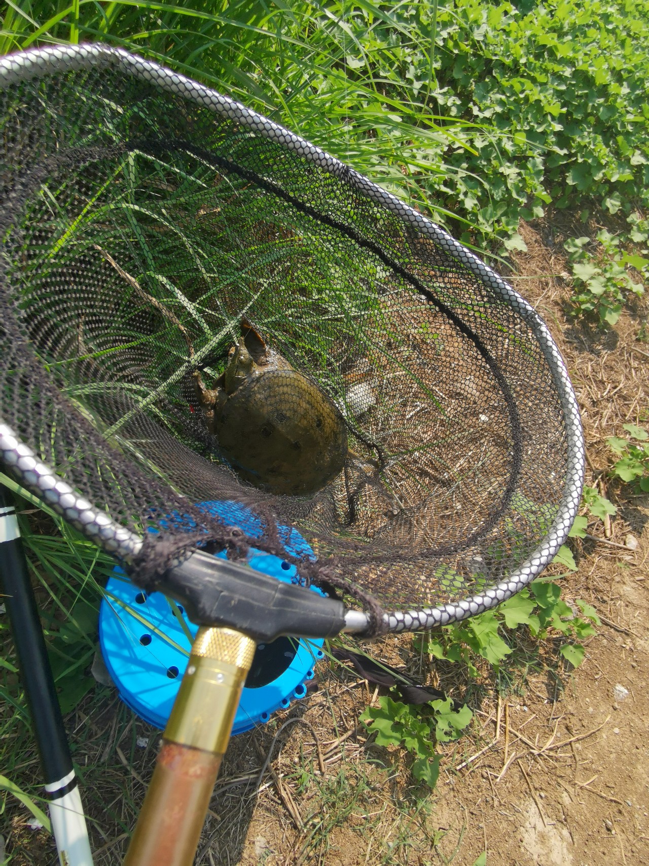 顶着30度的高温,顶着40度的高温钓鲢鳙