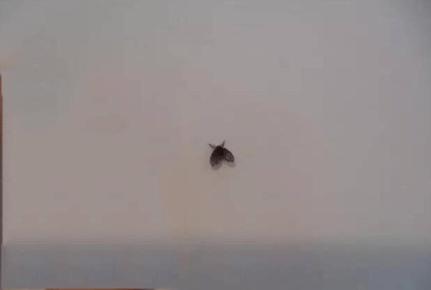 家里有小飞虫用什么驱虫,怎样驱赶小飞虫最有效