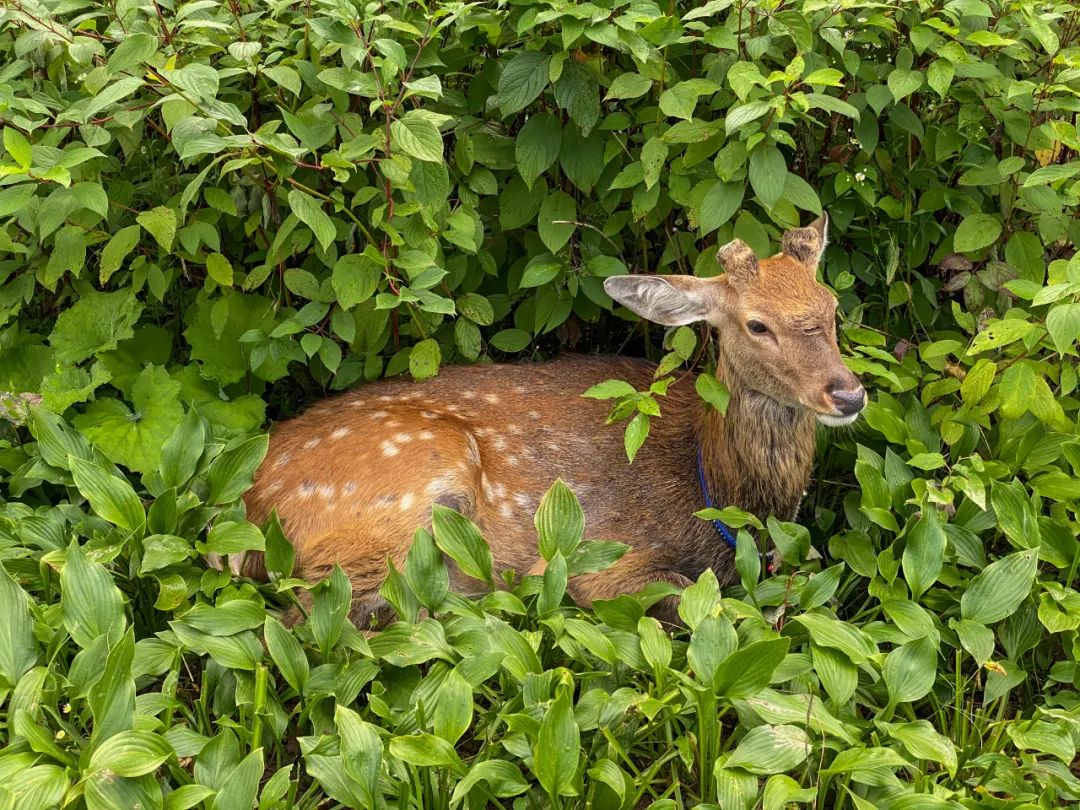 去长白山哪家酒店度假最好,长白山最佳观景酒店