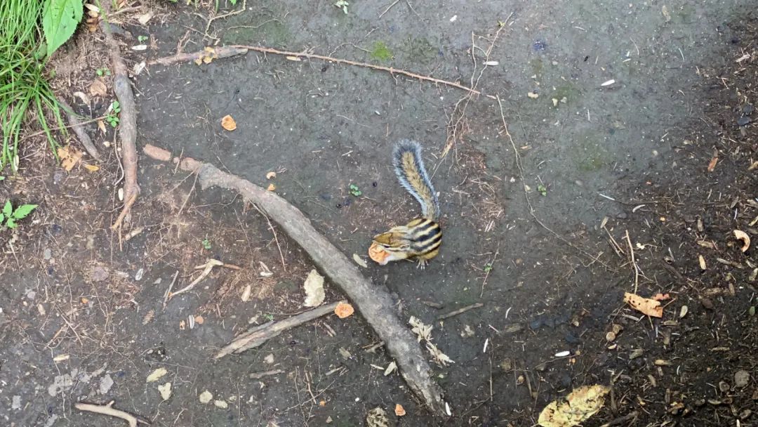 去长白山哪家酒店度假最好,长白山最佳观景酒店