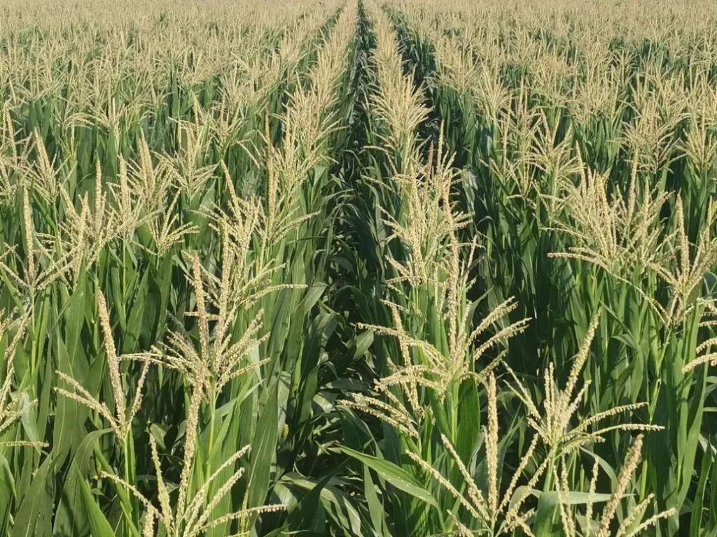 四平市梨树县黑土地保护项目,四平市梨树县黑土地保护项目施工