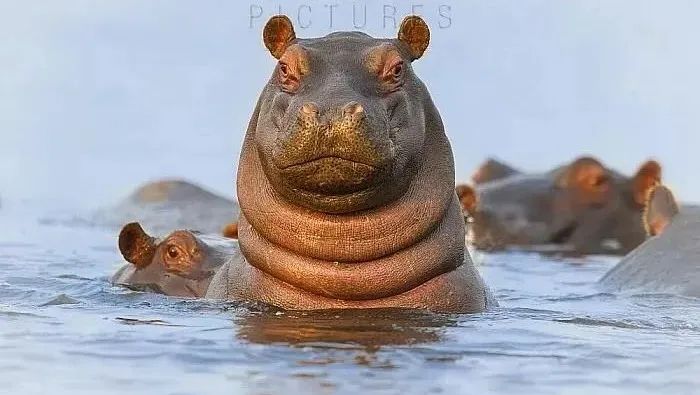 “糙汉子”河马，竟有一身敏感肌，还是“护肤高手”？