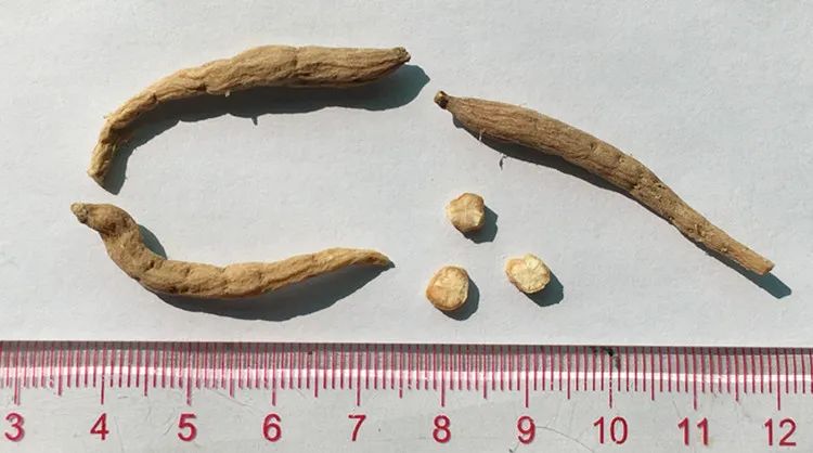 「本草驿站」小儿滋补良药——太子参