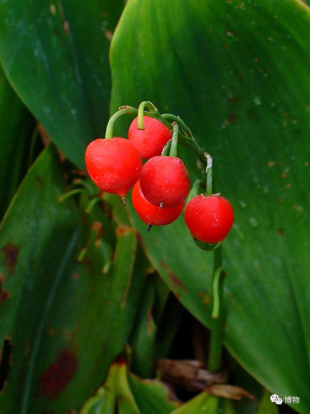 皇室名流捧红的铃兰手捧,你在家就能种