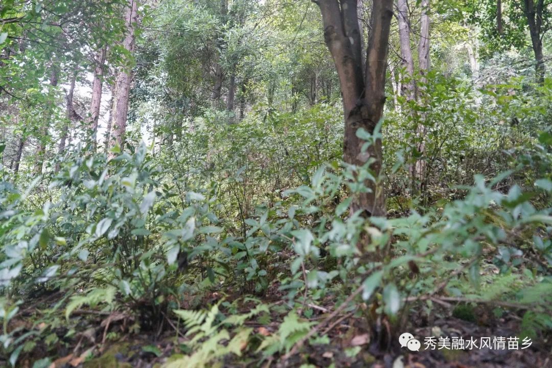 贫困村脱贫摘帽,脱贫摘帽精准帮扶