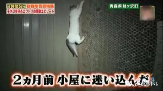 大爷养鸡为吃肉，但却不忍杀鸡。这背后秘密，莫名奇妙可爱