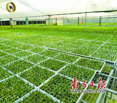 “一村一品”种幽兰石牯塘绽放致富花