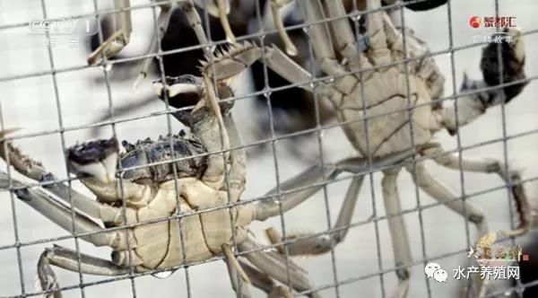 汇天下好蟹于一都，年销售额近8亿元！全国700多家“螃蟹银行”，只为提供真正好蟹