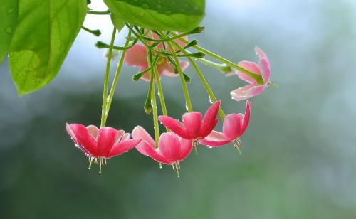 驱虫最好中药方,有驱虫作用的中药