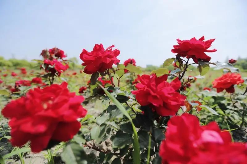 美食圈、足球场、月季小镇……松江这个工业园为员工打造“一站式”生活配套