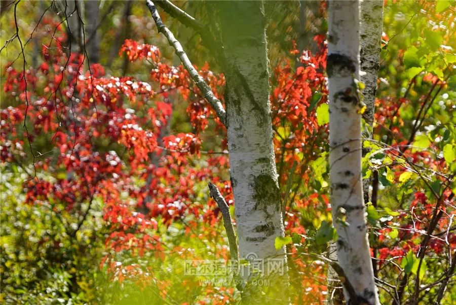 看万山红遍层林尽染全文图片,看万山红遍层林尽染全文朗诵