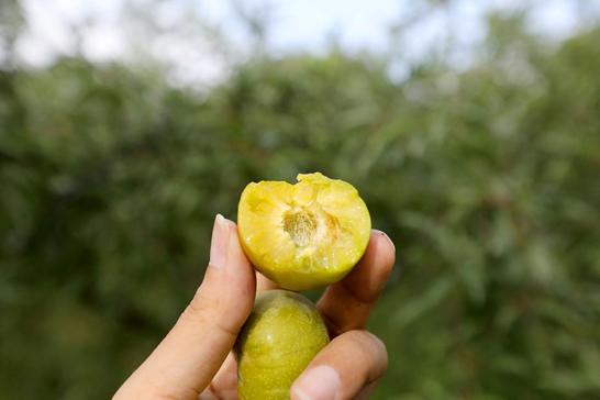 它来了,它来了,“快乐农旅”移动端电商服务平台正式上线