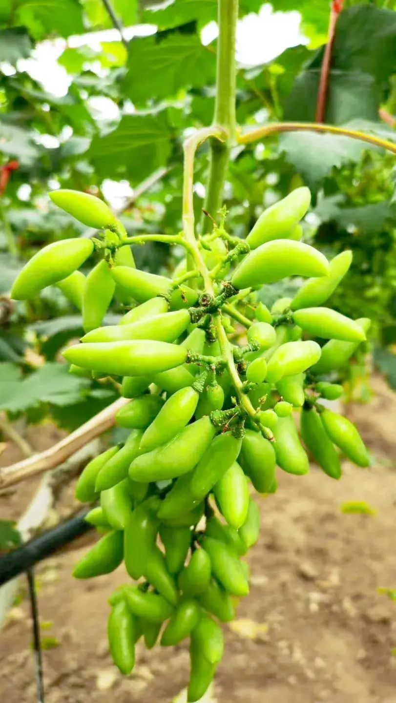 孙俪周冬雨angelababy,孙俪angelababy邓超