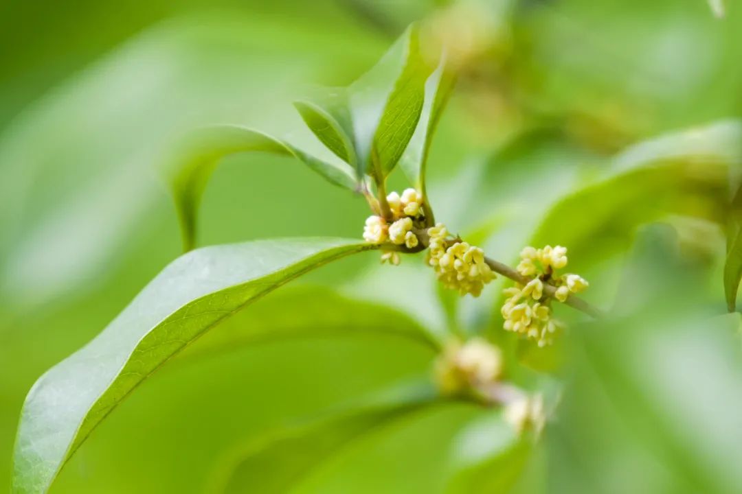 苏州人家的舒适生活,苏州百姓的幸福生活