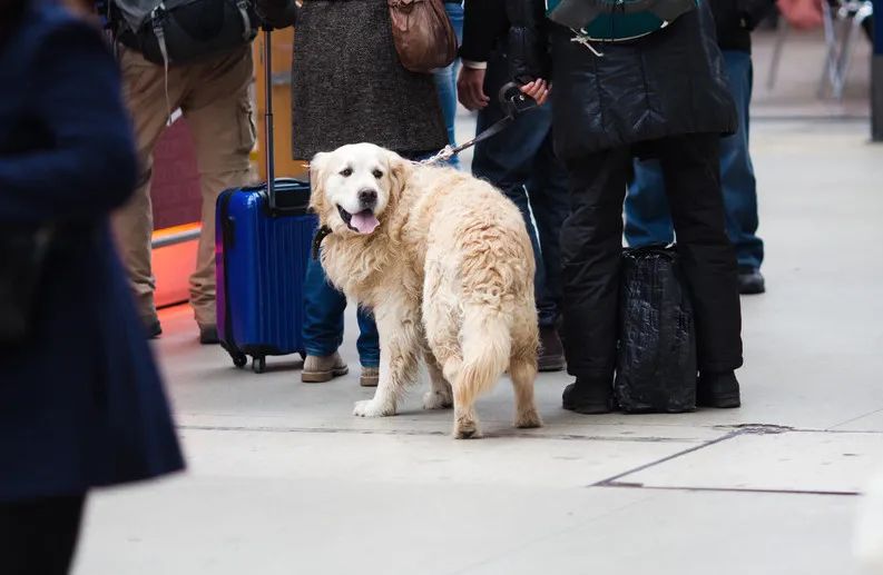 小心被没收！大闸蟹、白酒能带上高铁吗？火车*禁品违**清单来了