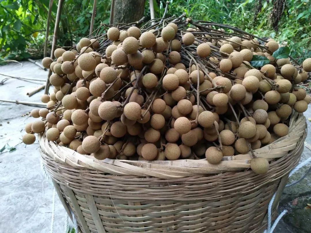 长江入渝第一镇,长江入渝