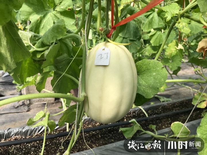 秋日盛宴！赏向日葵花海玩“猫猫兔”，省农科院杨渡科研创新基地多姿多彩