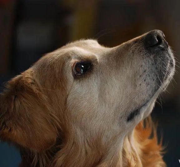 “似乎它从来都没有真正离开过”：和宠物告别的25个时刻