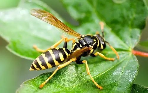 「PNAS」以毒攻毒！黄蜂毒液可提取新型抗生素，可治疗败血症