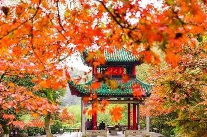 传说中的枫叶,传说中的光雾山红叶