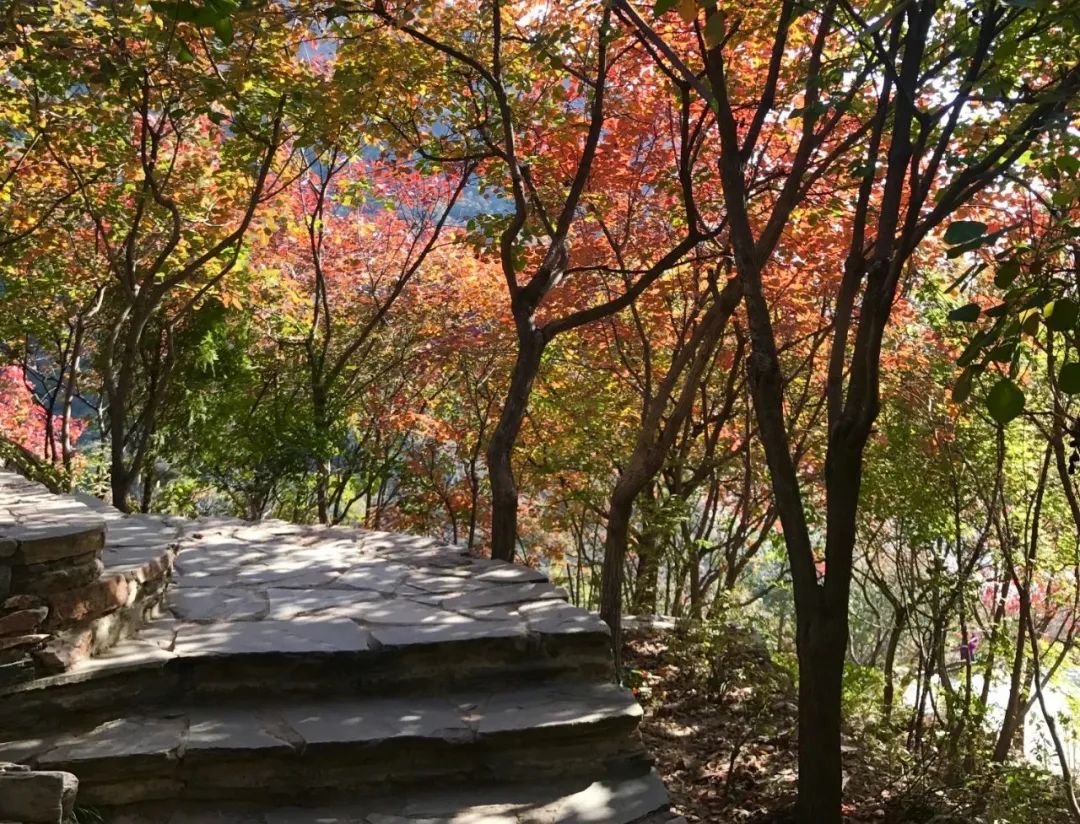 绉嬪ぉ鏉ヨ繖閲岃祻绾㈠彾,鏉ヨ繖閲屼竴璧疯祻绾㈠彾