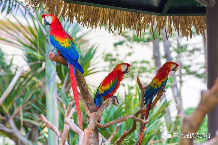 长隆选哪个酒店,广州长隆怎么选酒店
