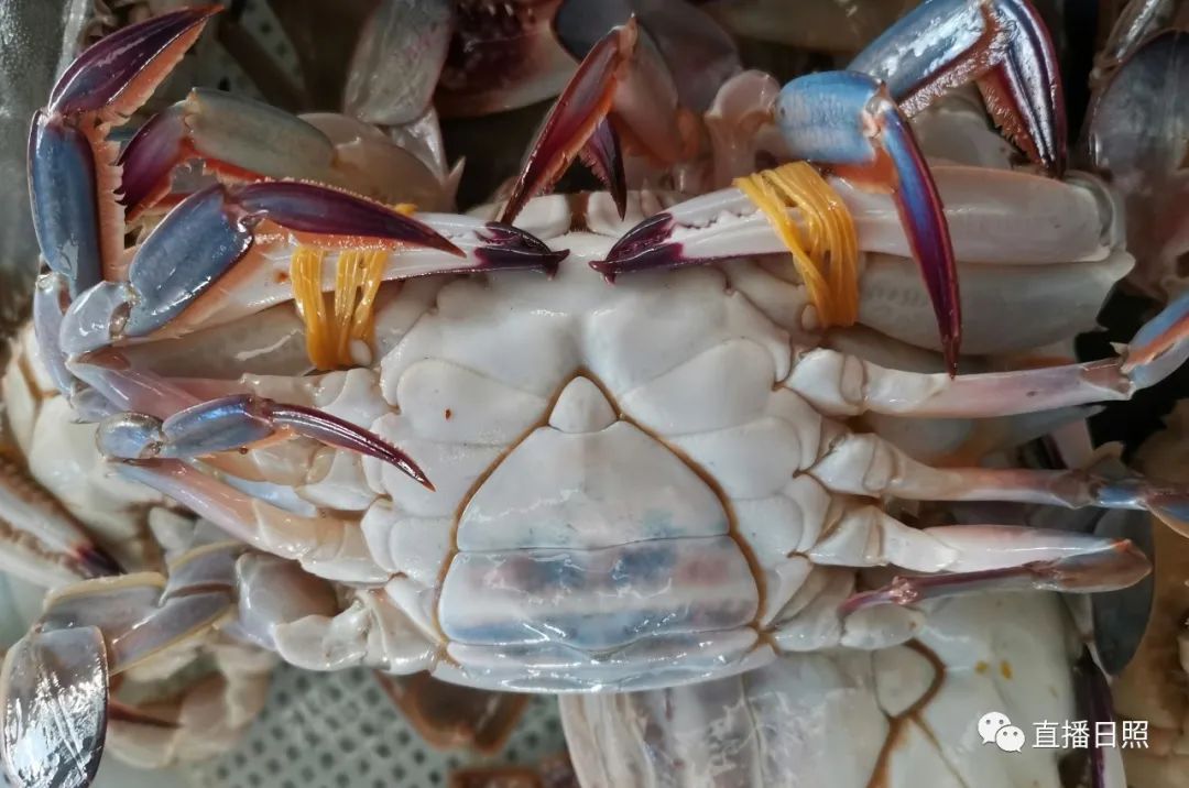 螃蟹5元一斤,日照海鲜螃蟹多少钱