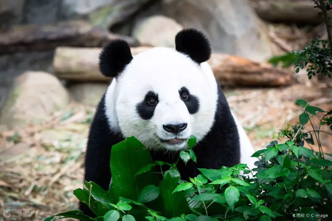 成都这个地方时尚又潮流,时尚成都潮流